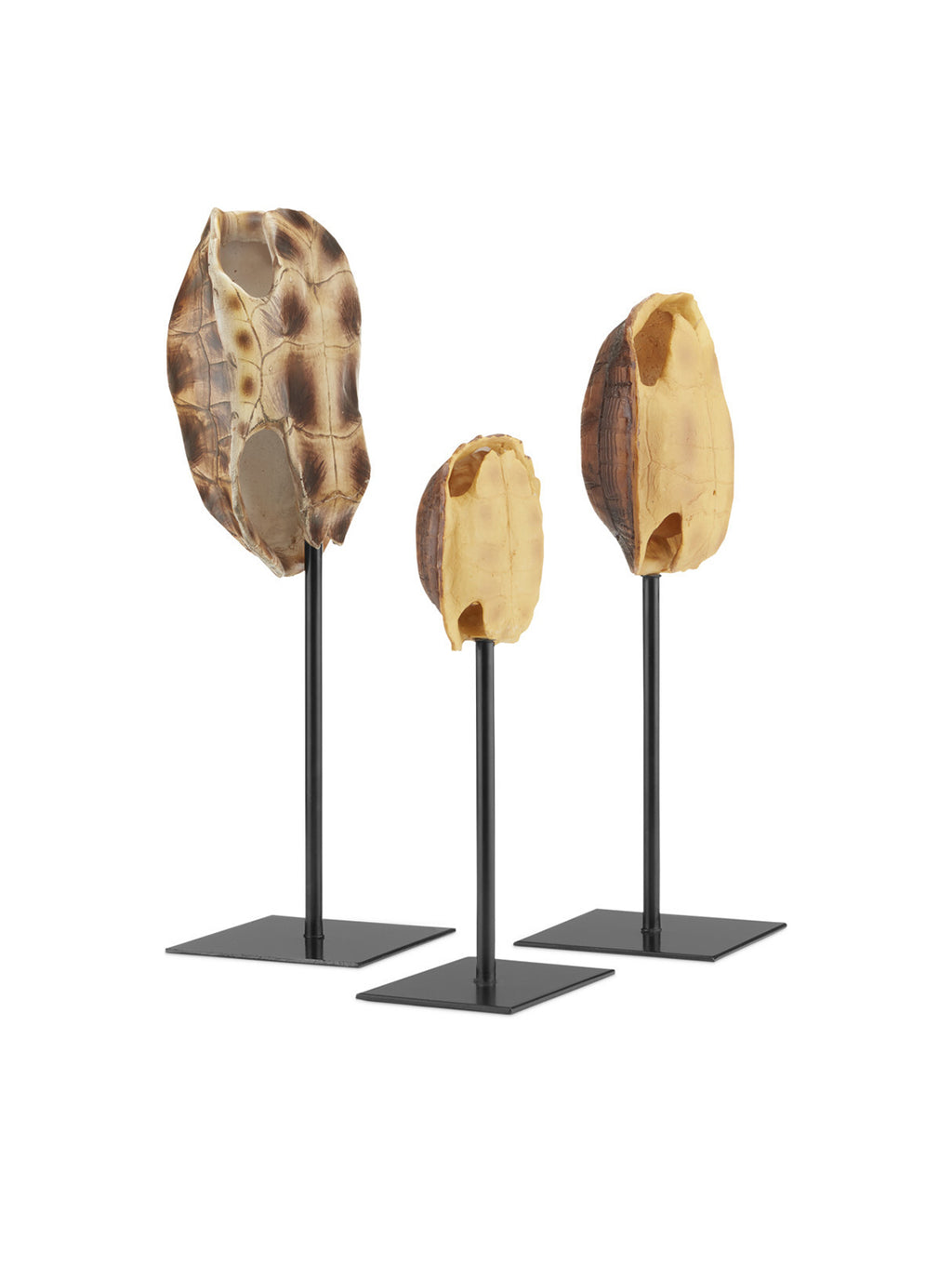 Standing Tortoise Shells Set of 3 House of Jade Home