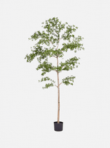 Thumbnail for picture #5