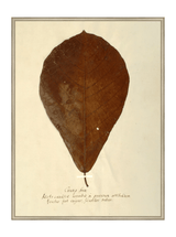 Thumbnail for picture #24