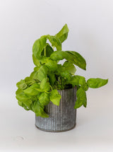 Thumbnail for picture #16