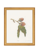 Pastel Acorn