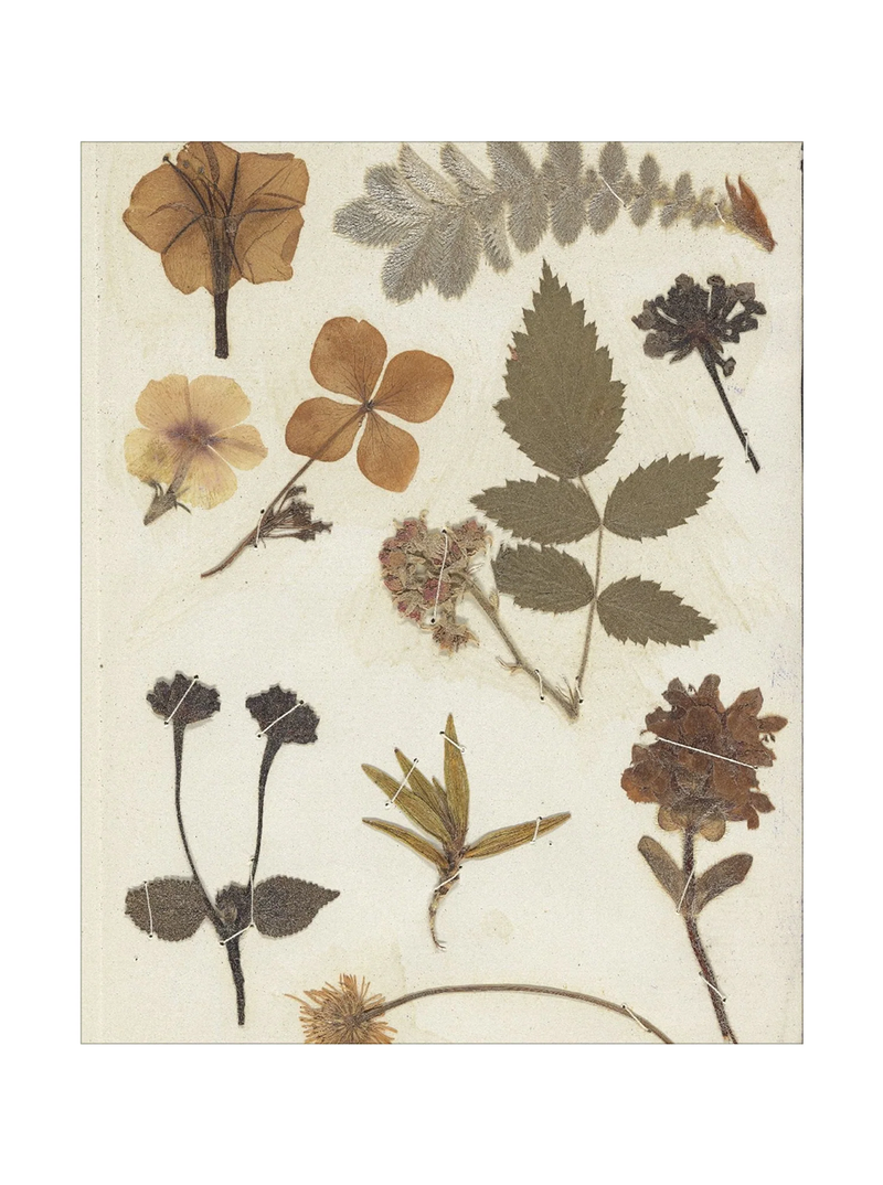 Autumnal Study II