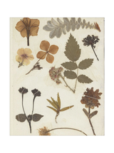 Autumnal Study II