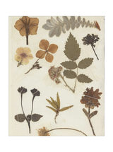 Autumnal Study II