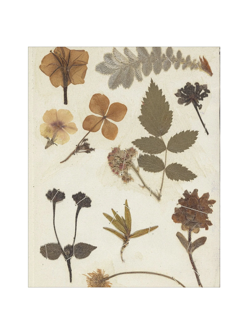 Autumnal Study II