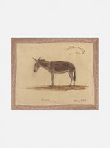 Burro Study