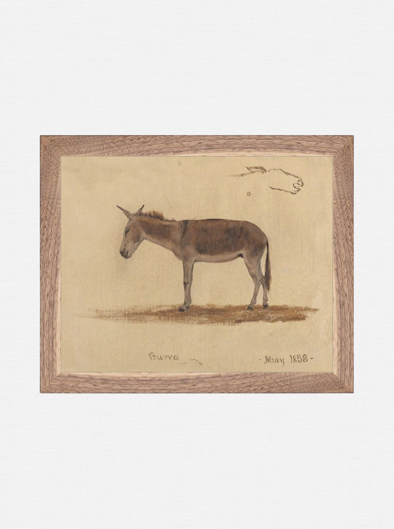 Burro Study
