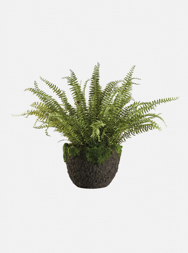 Faux Boston Fern Drop-In