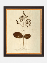 Herbarium III