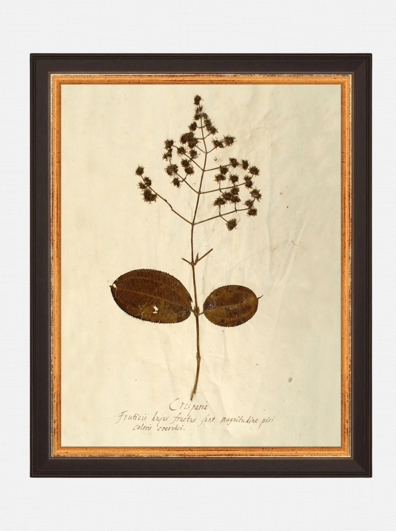 Herbarium III