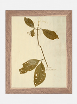 Herbarium II