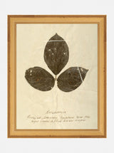 Herbarium IV