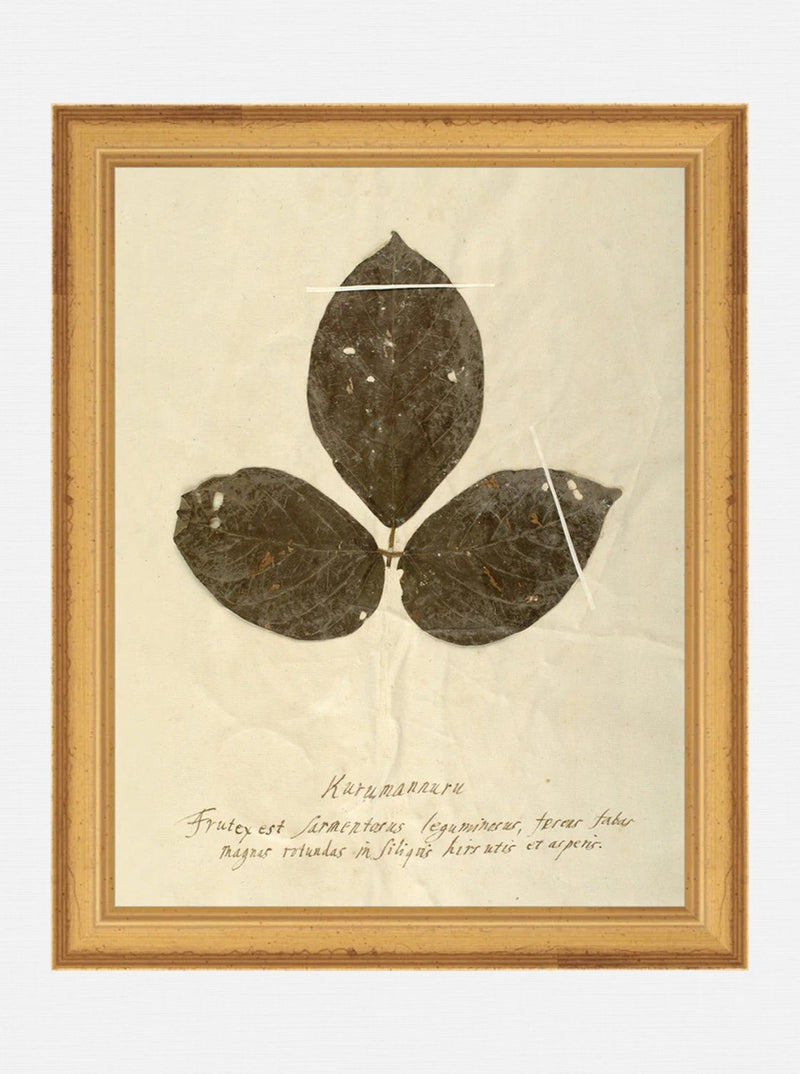 Herbarium IV