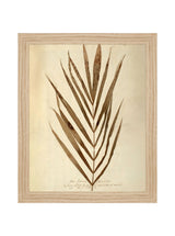 Herbarium V