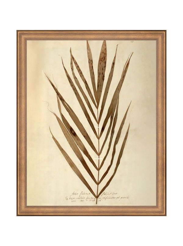 Herbarium V