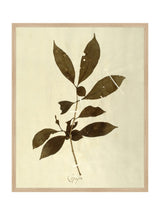 Herbarium VI