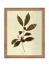 Herbarium VI