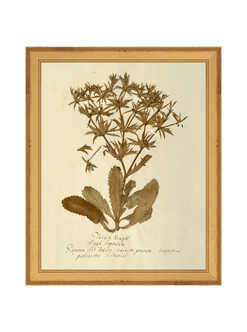 Herbarium VII