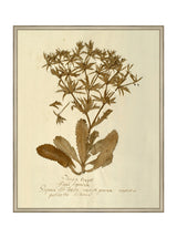 Herbarium VII