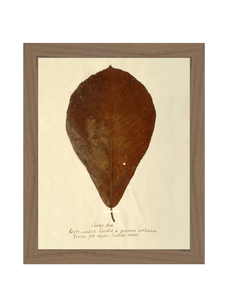 Herbarium X