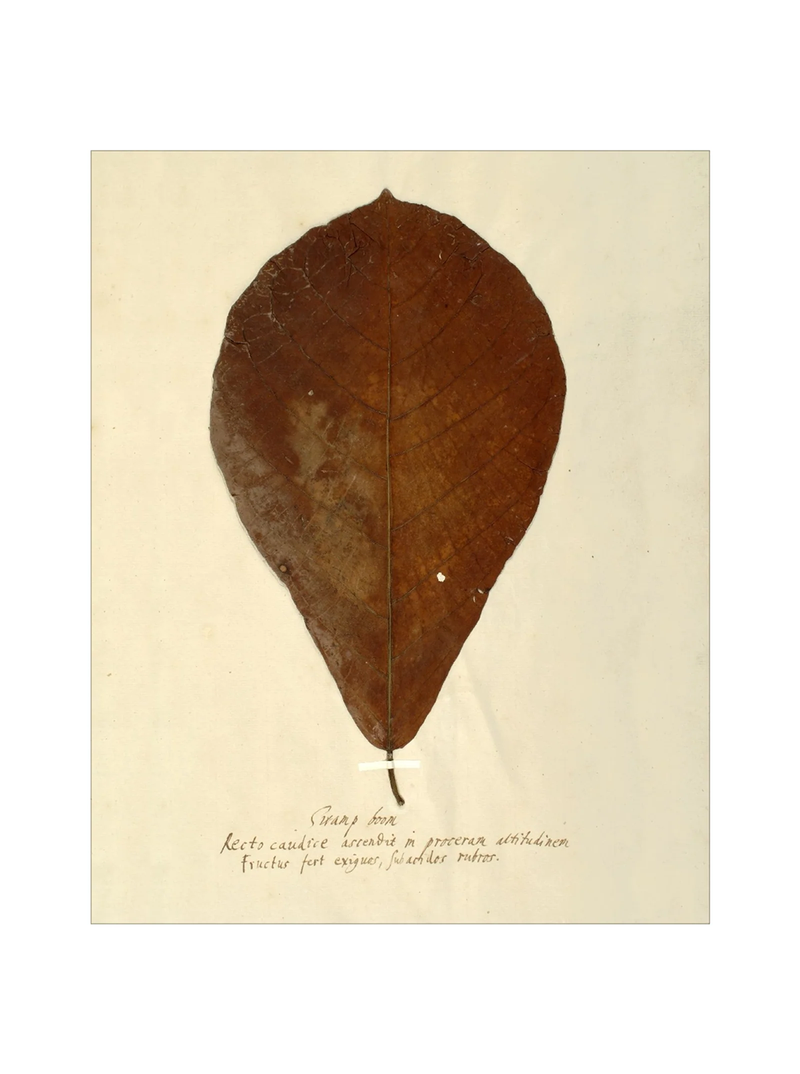 Herbarium X