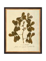 Herbarium XI