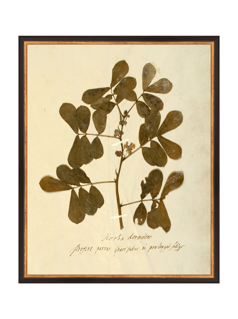 Herbarium XI
