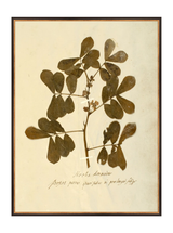 Herbarium XI