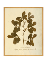 Herbarium XI