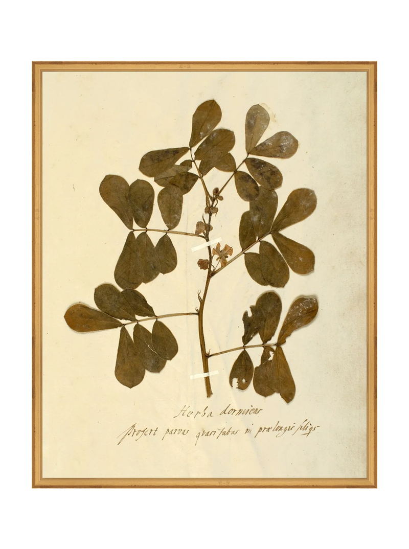 Herbarium XI