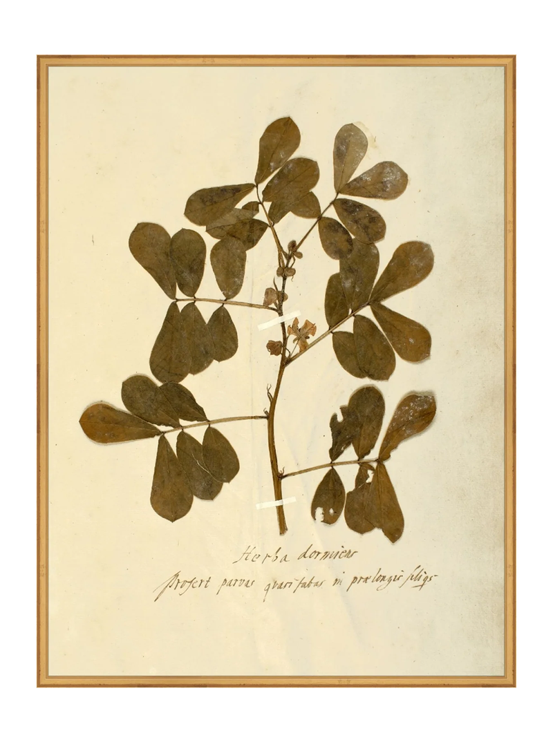 Herbarium XI