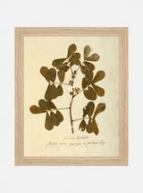 Herbarium XI