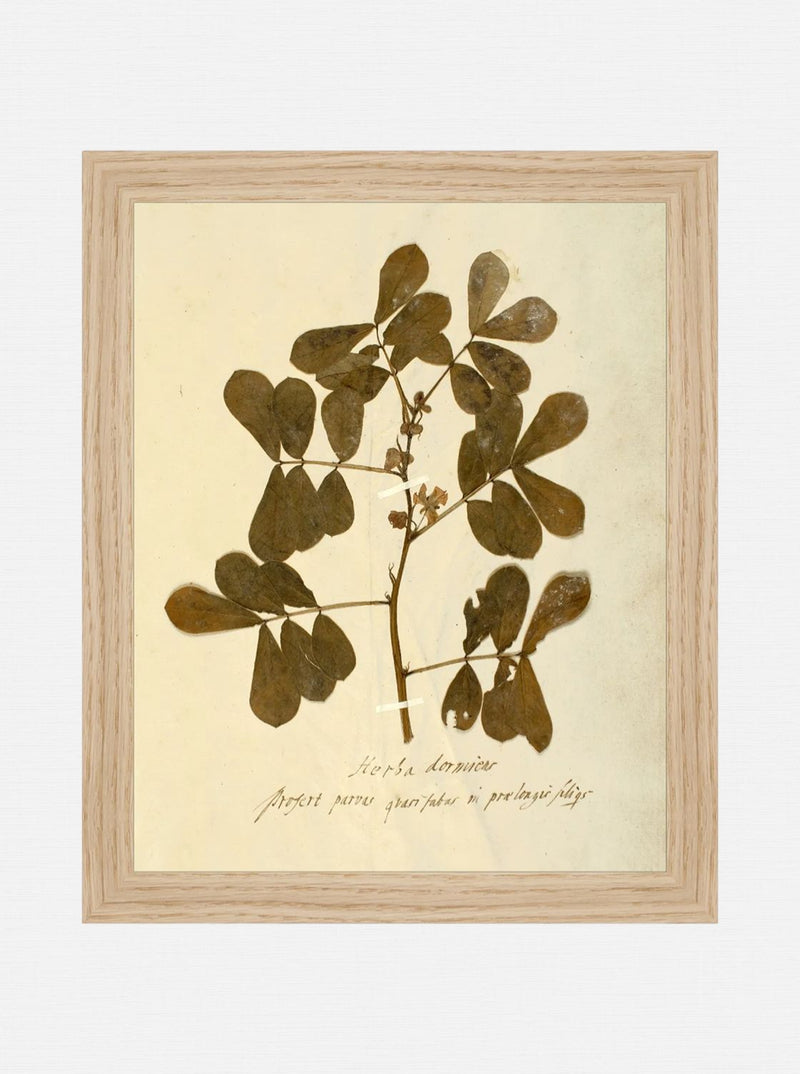 Herbarium XI
