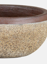 Jacie Planter