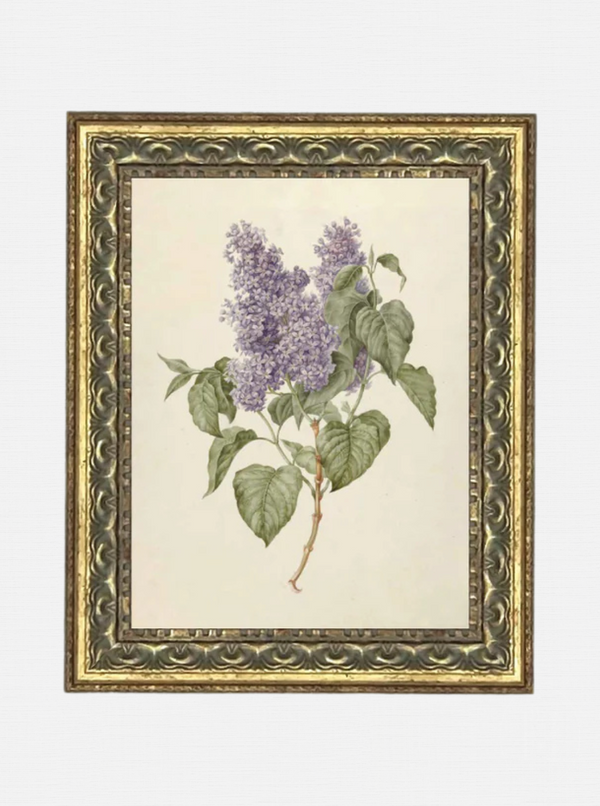 Lilac Blooms