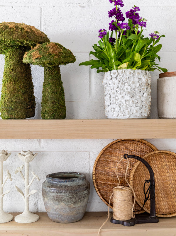 Moss Mushrooms