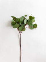 Faux Eucalyptus Leaf Stem