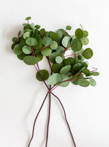 Faux Eucalyptus Leaf Stem