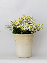 Faux Chamomile Bunch