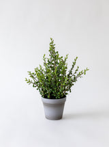 Faux Potted Pearl Plant