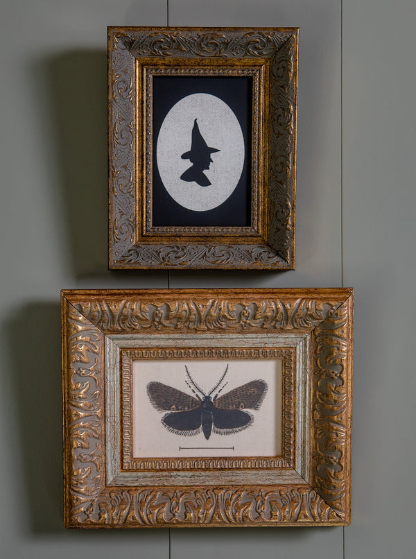 Moth