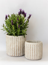 Fluted Pots | Set of 2