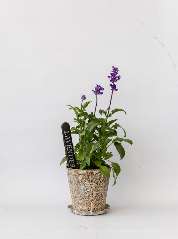 Metal Planter & Saucer