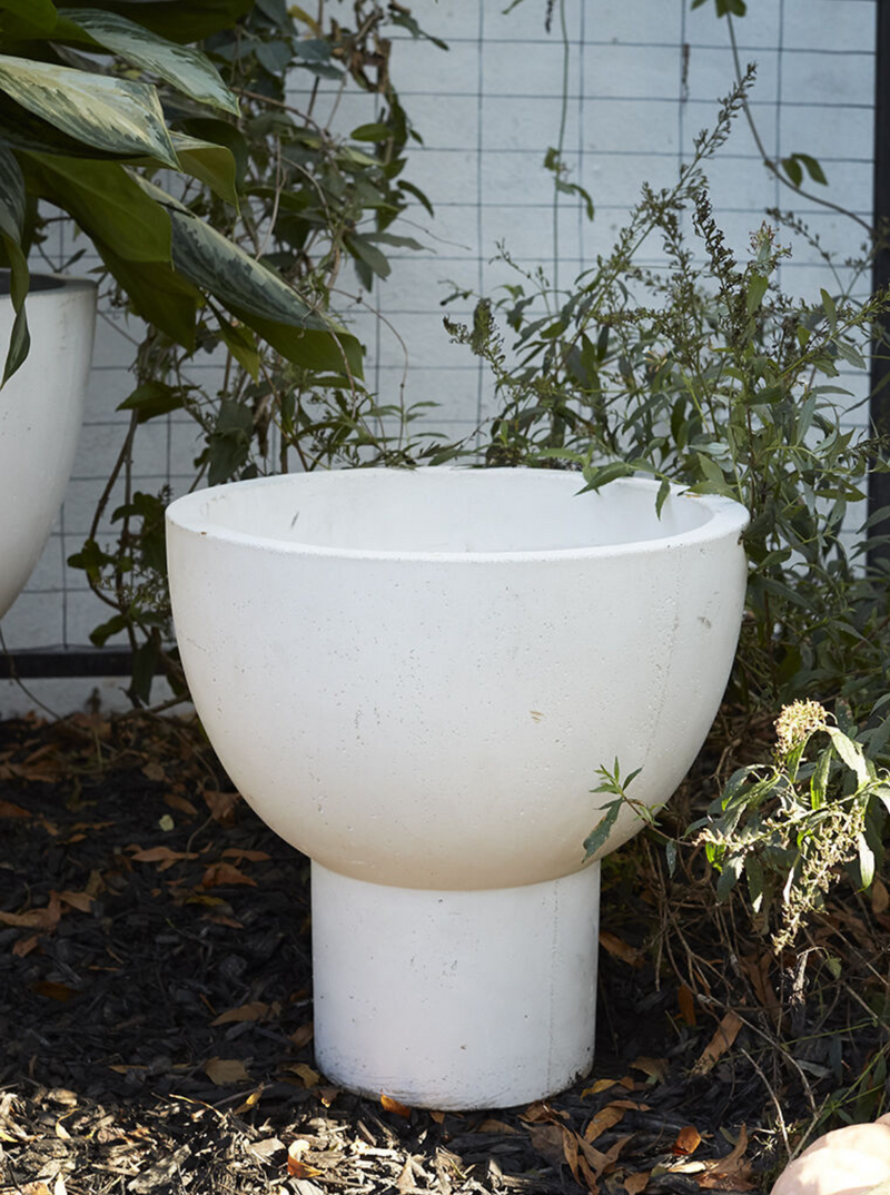 Lorenzo Planter
