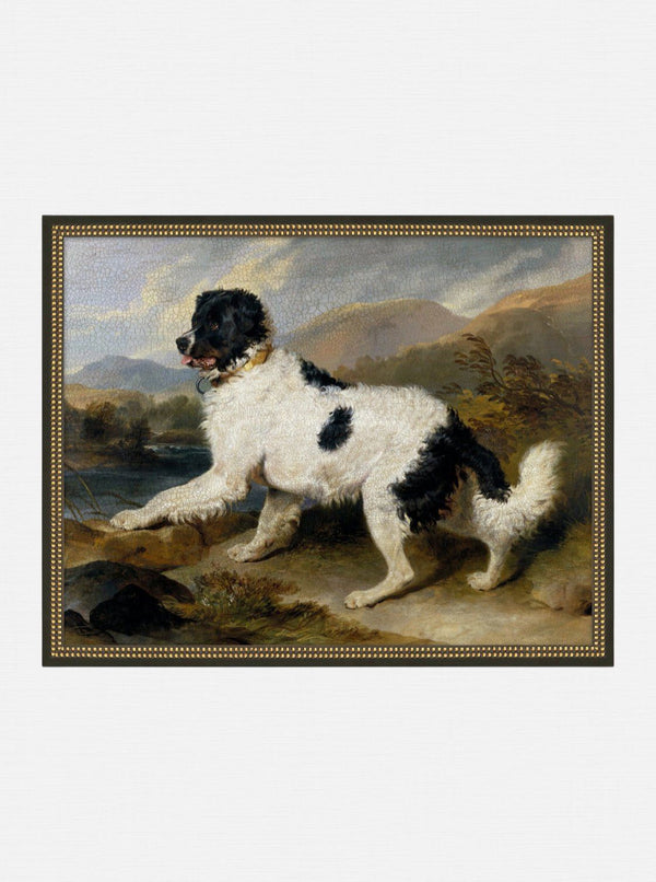 Newfoundland Dog
