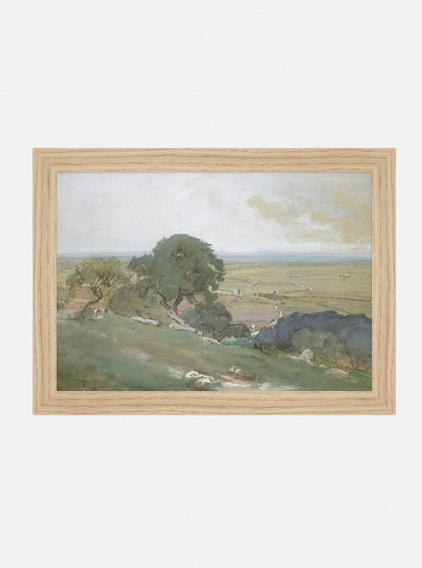 Olive Grove