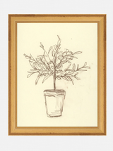 Olive Tree Study