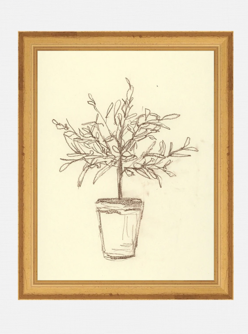 Olive Tree Study