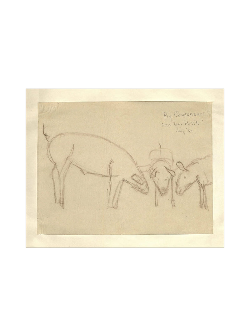 Pig Sketch