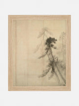 Pine Trees III